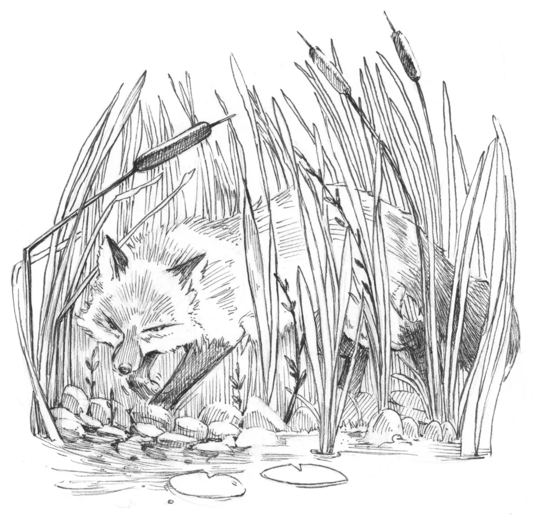 Fox in the weeds interior art